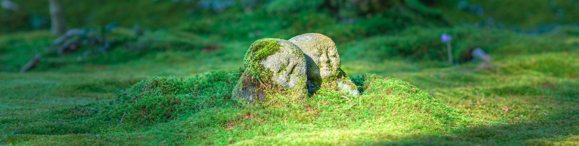 中影之星文化傳播企業(yè)官網(wǎng)|一網(wǎng)天行-網(wǎng)站建設(shè)小程序APP系統(tǒng)軟件開(kāi)發(fā)公司 中影之星文化傳播企業(yè)官網(wǎng)|一網(wǎng)天行-網(wǎng)站建設(shè)小程序APP系統(tǒng)軟件開(kāi)發(fā)公司